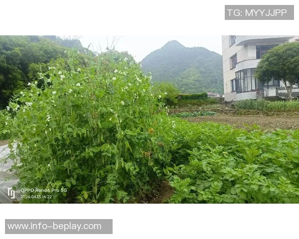 今日趣图：土豆开花的奇妙瞬间与枪手夺冠的美好期待